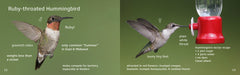 Backyard Birds East: A Seymore Gulls Field Guide