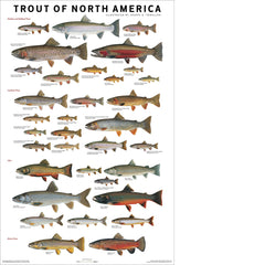 Trout of North America Poster