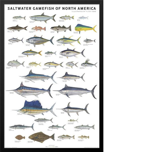 Freshwater Gamefish of North America Poster [Book]