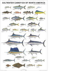 Saltwater Gamefish of North America Poster