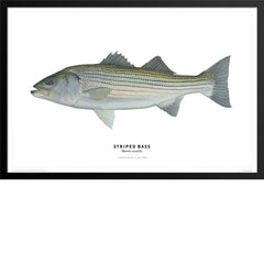 Striped Bass Poster