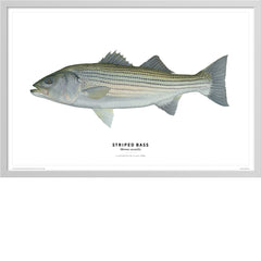 Striped Bass Poster