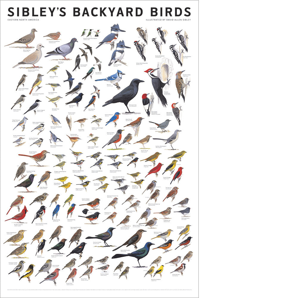 Sibley’s Backyard Birds of Eastern North America Poster