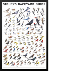 Sibley’s Backyard Birds of Eastern North America Poster