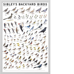 Sibley’s Backyard Birds of Western North America Poster
