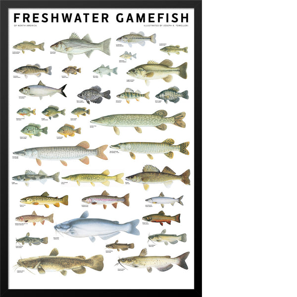 Freshwater Gamefish of North America Poster – Scott & Nix