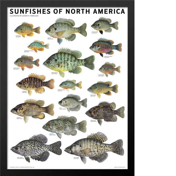 Sunfish Identification Guide
