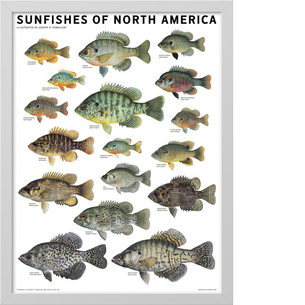 Sunfishes of North America [Book]