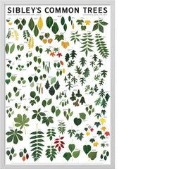 Sibley’s Common Trees of Eastern North America Poster