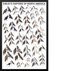 Sibley’s Raptors Poster