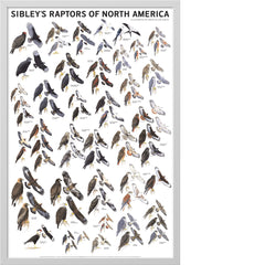 Sibley’s Raptors Poster