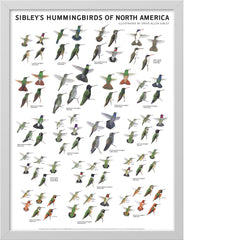 Sibley’s Hummingbirds of North America Poster