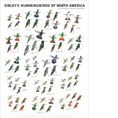 Sibley’s Hummingbirds of North America Poster