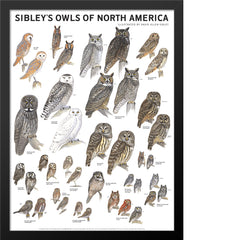 Sibley’s Owls of North America Poster