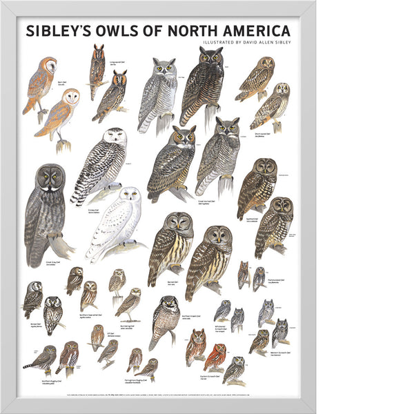 Animal Tracks of the North Eastern United States' Posters 