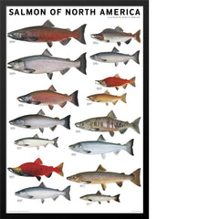 Salmon of North America Poster