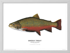 Brook Trout Poster