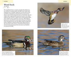 American Birding Association Field Guide to Birds of Maine