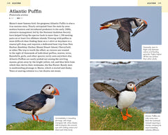 American Birding Association Field Guide to Birds of Maine