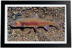 Humboldt Cutthroat Trout Giclée Print