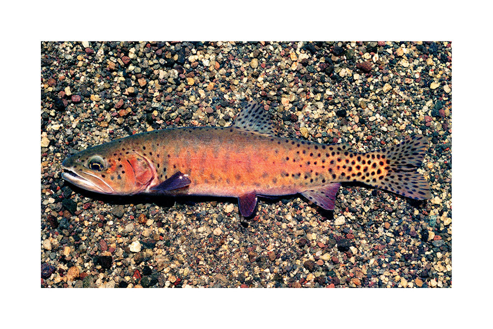 Lahontan Cutthroat Trout Giclée Print