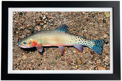 Rio Grande Cutthroat Trout Giclée Print