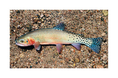 Rio Grande Cutthroat Trout Giclée Print