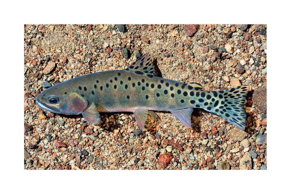 Rio Grande Cutthroat Trout (Pecos) Giclée Print