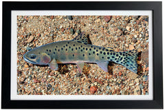 Rio Grande Cutthroat Trout (Pecos) Giclée Print