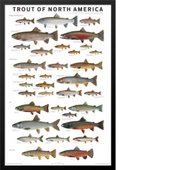 Framed poster of North American trout species on a wooden wall.