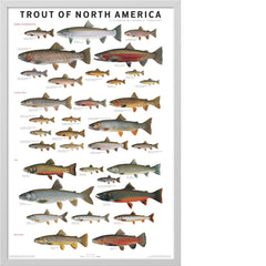 Chart of Trout of North America with various fish illustrations on a white background