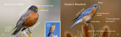 Backyard Birds East: A Seymore Gulls Field Guide