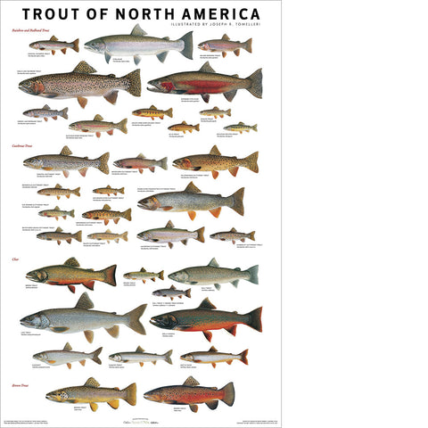 A poster featuring various types of trout from North America, each labeled with their respective names and sizes.