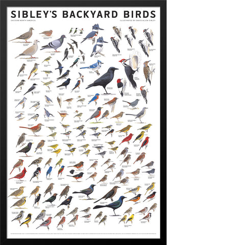 Sibley’s Backyard Birds of Eastern North America Poster