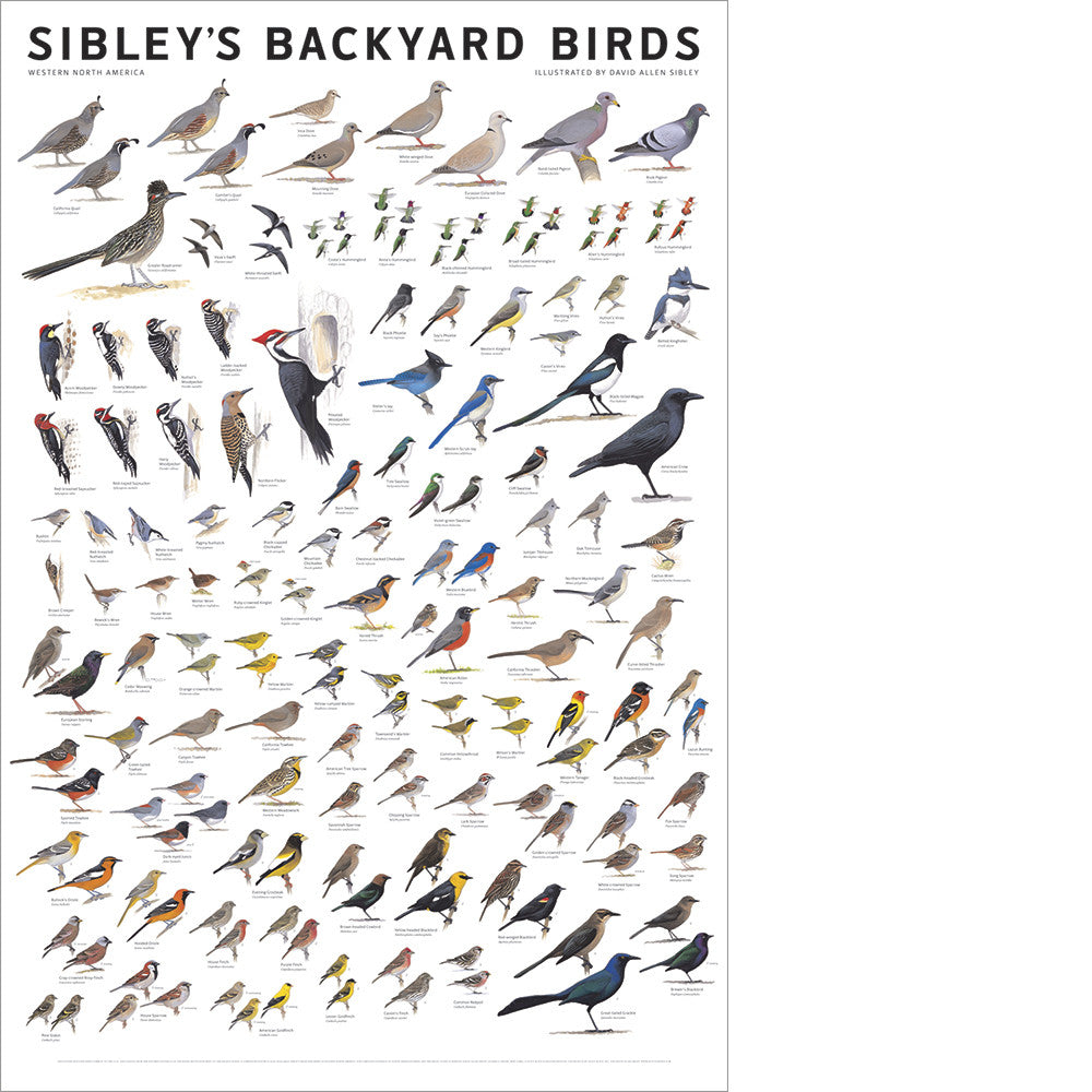 Sibley’s Backyard Birds of Western North America Poster