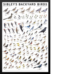 Sibley’s Backyard Birds of Western North America Poster