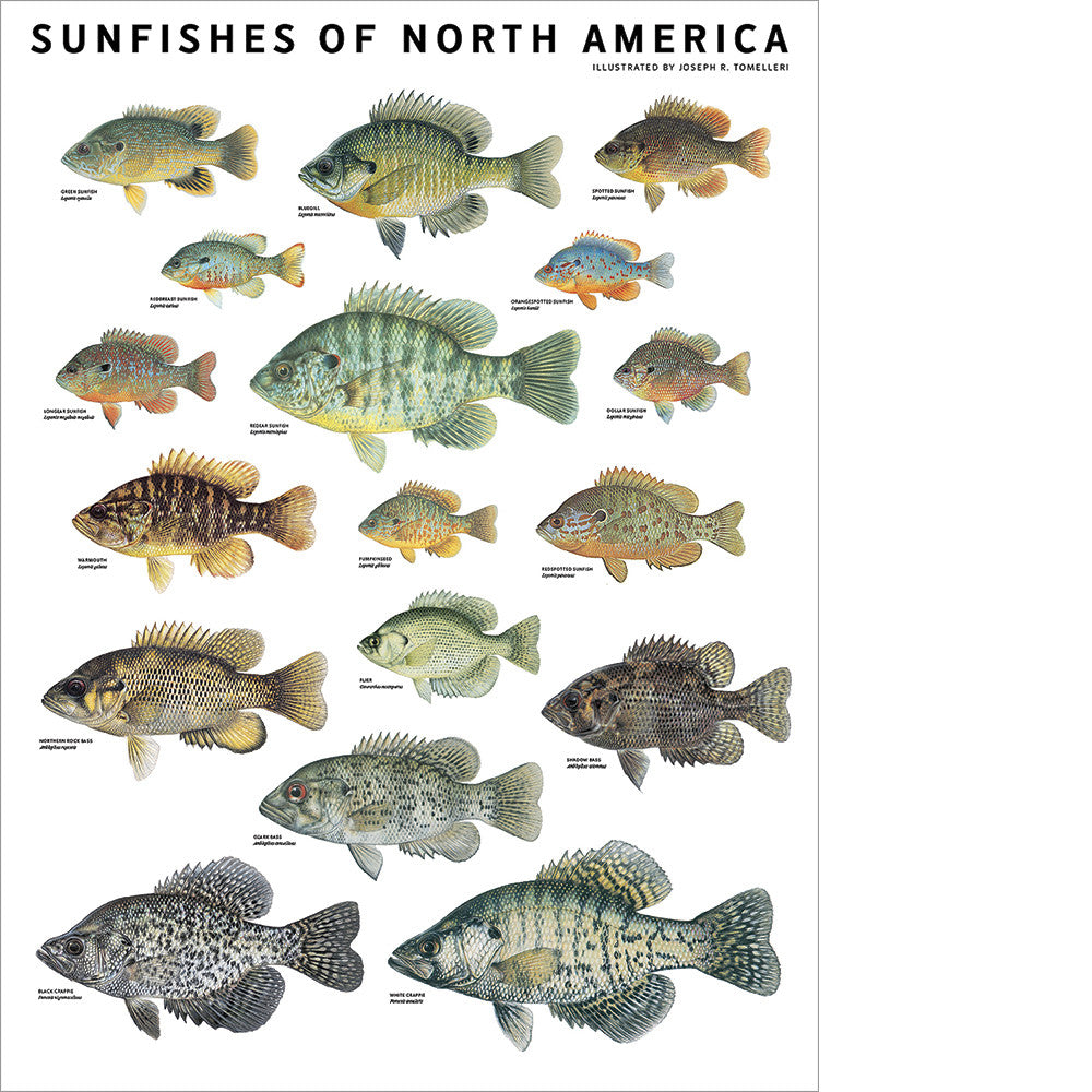 Sunfishes of North America Poster – Scott & Nix
