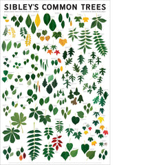 Sibley’s Common Trees of Eastern North America Poster