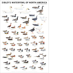 Sibley’s Waterfowl of North America Poster