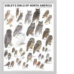 Sibley’s Owls of North America Poster