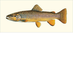 Trout of North America Eighteen Card Set