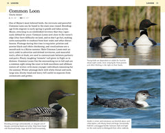 American Birding Association Field Guide to Birds of Maine