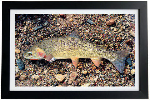 Snake River Finespotted Cutthroat Trout Giclée Print