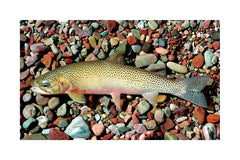 Westslope Cutthroat Trout Giclée Print