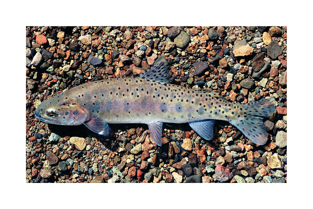 Willow-Whitehorse Cutthroat Trout Giclée Print