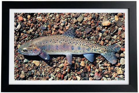 Willow-Whitehorse Cutthroat Trout Giclée Print